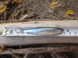 Image result for Alosa pseudoharengus