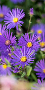 Image result for Aster amellus