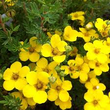 Attēlu rezultāti vaicājumam “Pentaphylloides fruticosa”