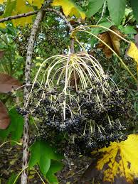 Attēlu rezultāti vaicājumam “Kalopanax septemlobus”