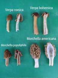 Attēlu rezultāti vaicājumam “Verpa bohemica”