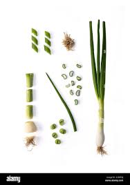Résultat de recherche d'images pour "Allium fistulosum"