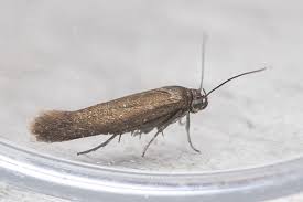 Attēlu rezultāti vaicājumam “Scythrididae”