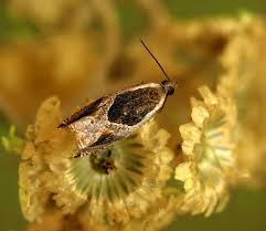 Attēlu rezultāti vaicājumam “Ancylis badiana”