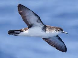 Image result for Puffinus puffinus