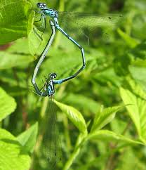 Attēlu rezultāti vaicājumam “Tettigoniodea exuvia”
