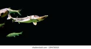 Image result for Scaphirhynchus platorynchus