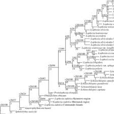Attēlu rezultāti vaicājumam “Lophozia laxa”