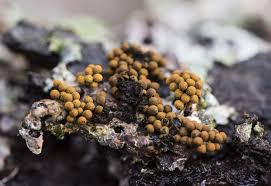 Attēlu rezultāti vaicājumam “Badhamiopsis praetermissa spores”