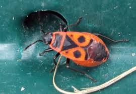 Attēlu rezultāti vaicājumam “Corizus hyoscyami imago”