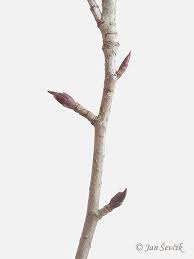 Attēlu rezultāti vaicājumam “Aronia melanocarpa bud”