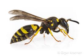 Attēlu rezultāti vaicājumam “Ancistrocerus sp. male”