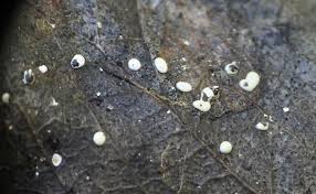 Attēlu rezultāti vaicājumam “Didymium difforme macro”