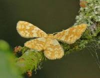 Attēlu rezultāti vaicājumam “Hydrelia flammeolaria”