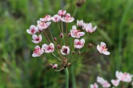 Attēlu rezultāti vaicājumam “Butomus umbellatus fruit”