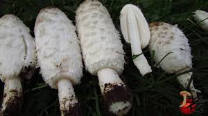 Attēlu rezultāti vaicājumam “Coprinus comatus”