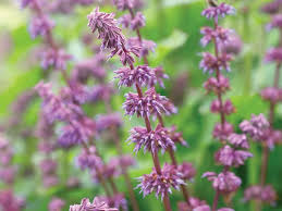Attēlu rezultāti vaicājumam “Salvia verticillata flower”