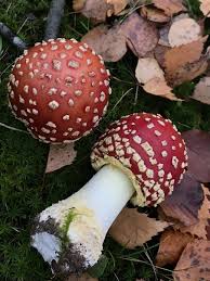 Attēlu rezultāti vaicājumam “Amanita muscaria”