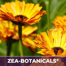 Attēlu rezultāti vaicājumam “Arnica montana”