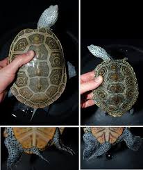 Image result for Malaclemys terrapin