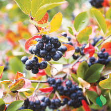 Attēlu rezultāti vaicājumam “Aronia melanocarpa fruit”