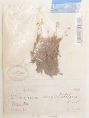 Attēlu rezultāti vaicājumam “Timmia megapolitana”