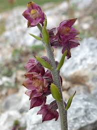 Attēlu rezultāti vaicājumam “Epipactis atrorubens leaf”