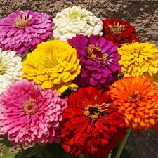 Image result for Zinnia elegans