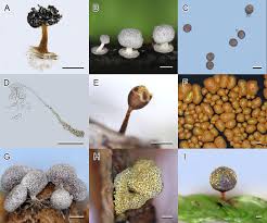Attēlu rezultāti vaicājumam “Diderma chondrioderma spores”