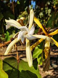 Attēlu rezultāti vaicājumam “Chenopodium acerifolium flower”