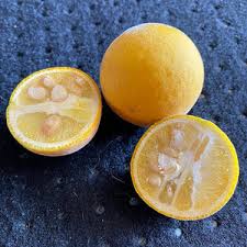 Attēlu rezultāti vaicājumam “Menyanthes trifoliata fruit”