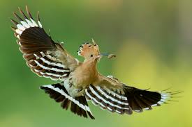 Image result for hoepoe