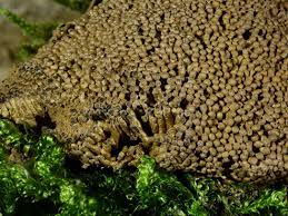 Attēlu rezultāti vaicājumam “Physarum luteolum spores”