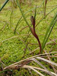 Attēlu rezultāti vaicājumam “Scheuchzeriaceae”