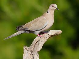 Attēlu rezultāti vaicājumam “Streptopelia decaocto”