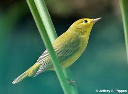 Image result for Dendroica petechia