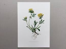 Attēlu rezultāti vaicājumam “Anthyllis vulneraria flower”