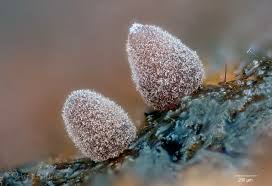 Attēlu rezultāti vaicājumam “Stemonitopsis hyperopta var. landewaldii young”