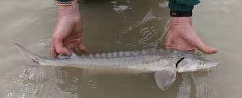 Image result for Acipenser fulvescens