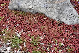 Image result for Sedum album `Coral Carpet`