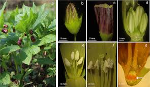 Attēlu rezultāti vaicājumam “Scopolia carniolica flower”