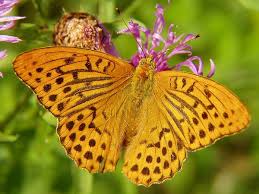 Attēlu rezultāti vaicājumam “Argynnis paphia”