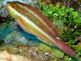 Image result for Sparisoma aurofrenatum