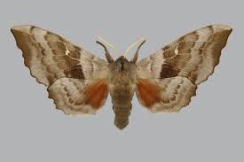 Attēlu rezultāti vaicājumam “Laothoe populi”