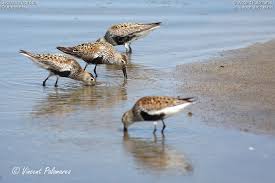 Attēlu rezultāti vaicājumam “Calidris alpina adult”