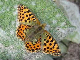 Attēlu rezultāti vaicājumam “Issoria lathonia”