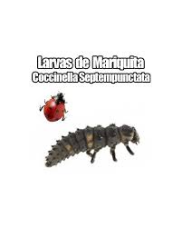 Attēlu rezultāti vaicājumam “Coccinella septempunctata larva”