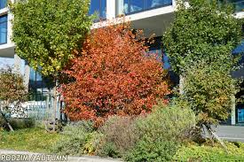 Attēlu rezultāti vaicājumam “Crataegus persimilis”