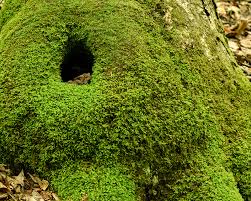 Attēlu rezultāti vaicājumam “Anomodon attenuatus”