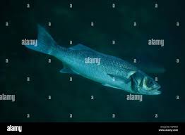 Image result for Chelon richardsonii